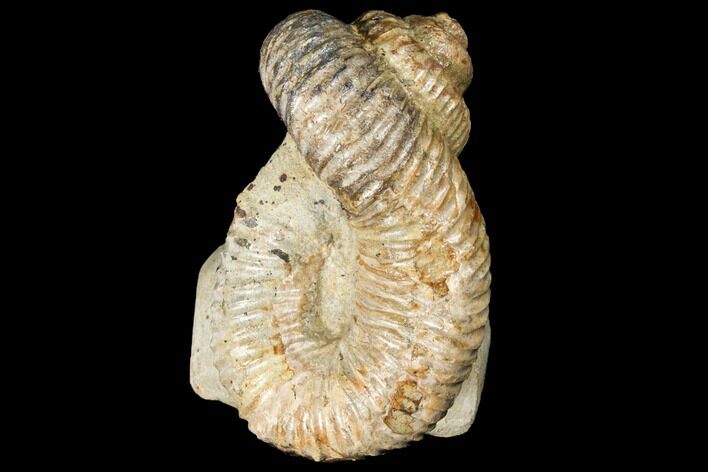 Fossil Heteromorph (Nostoceras) Ammonite - Madagascar #129522